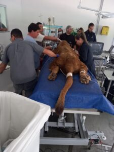 Parceria entre Zoológico de Americana e FAM promove saúde animal