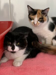 ‘Adote um Pet’: Seis cães e três gatos estarão disponíveis para adoção no Tivoli Shopping